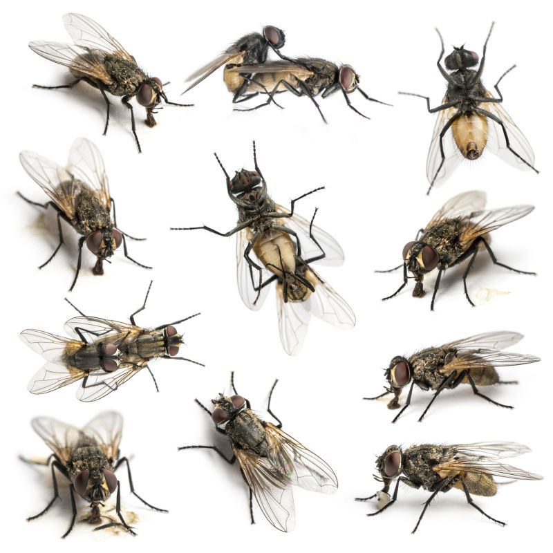 Fly Extermination in New Braunfels, TX