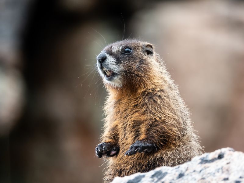 Groundhog Burrows And Their Impact On Property Stability