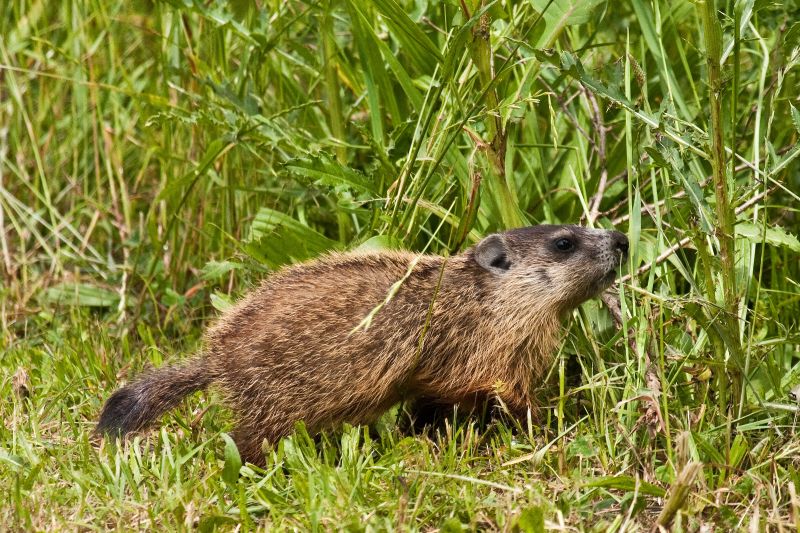 Groundhog Removal And Control Services