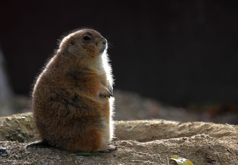 Groundhog Removal And Control Services