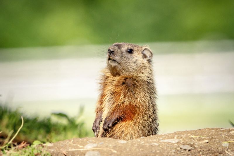 Groundhog Removal And Control Services