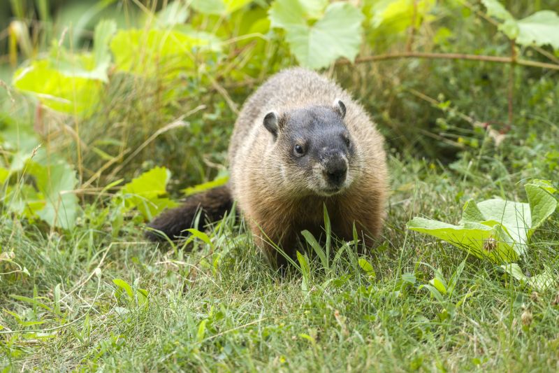 Groundhog Removal And Control Services