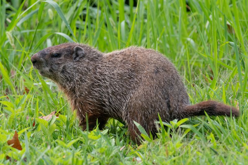 Groundhog Removal And Control Services