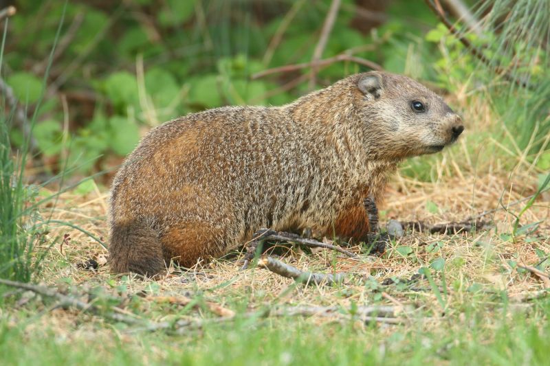 Groundhog Removal And Control Services