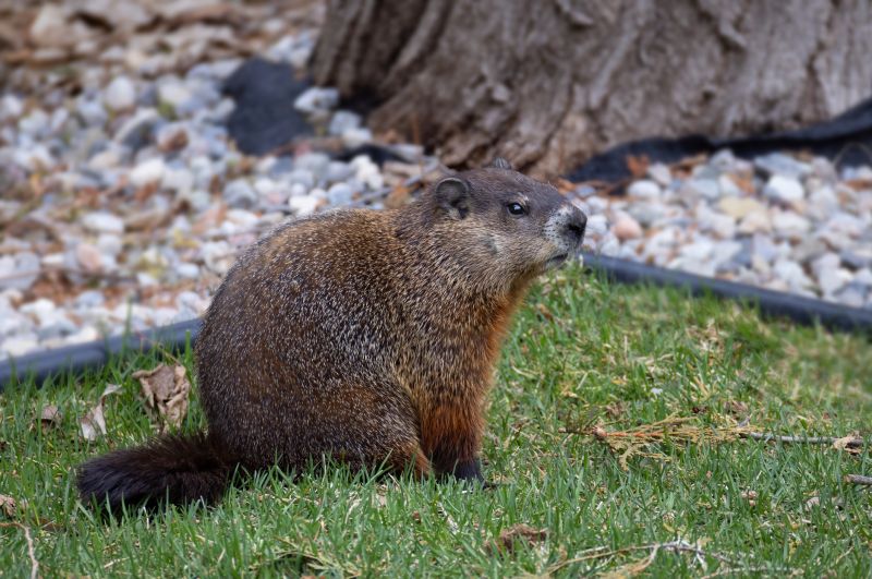 Groundhog Removal And Control Services