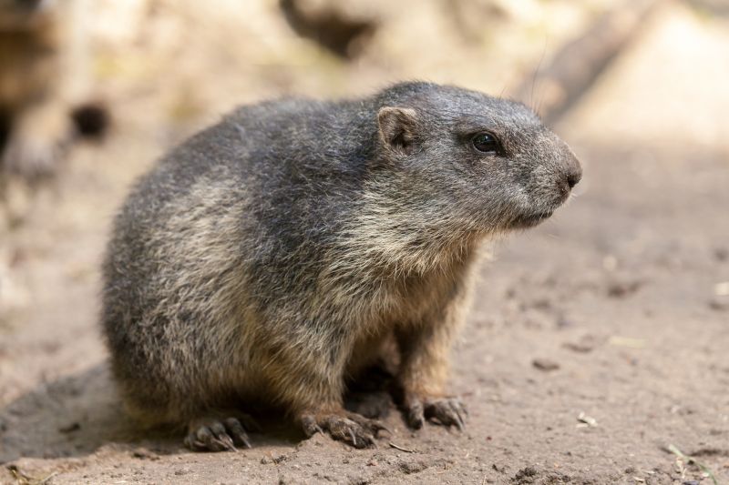 Groundhog Removal And Control Services