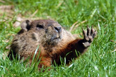 Groundhog Removal And Control Services