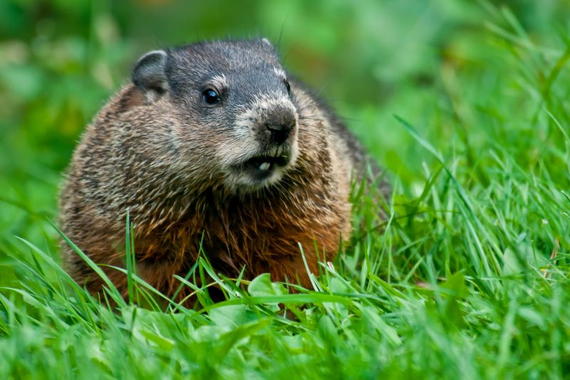 Groundhog Removal And Control Services