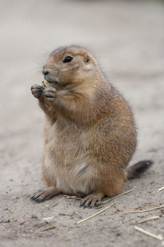 Health And Safety Risks Associated With Groundhog Activity