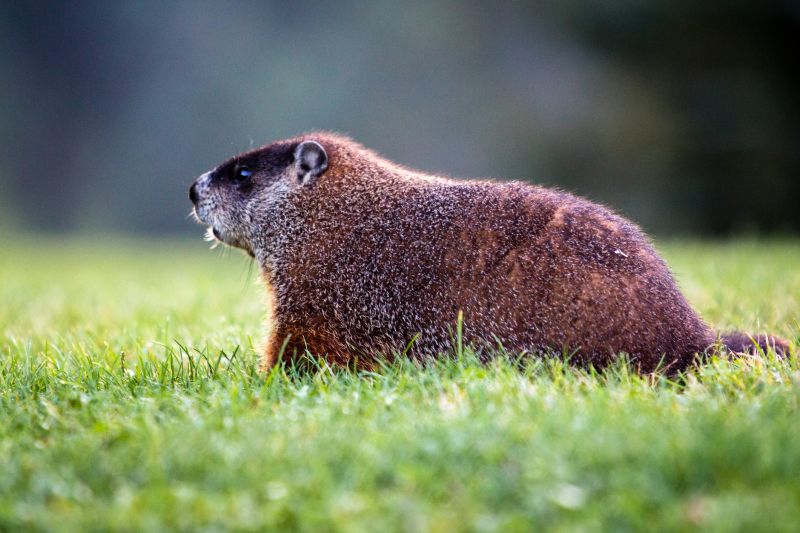 Health And Safety Risks Associated With Groundhog Activity