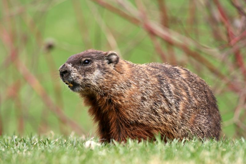 Health And Safety Risks Associated With Groundhog Activity