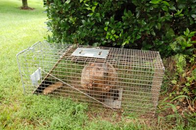How Groundhogs Damage Lawns, Foundations, And Structures