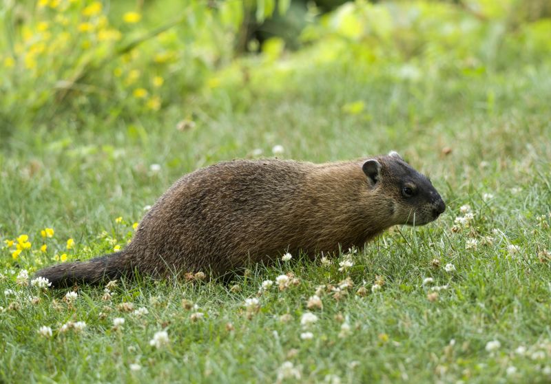 Products For Groundhog Removal And Control Service in use