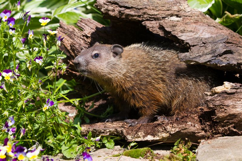 Seasonal Groundhog Behavior And When Removal Is Most Effective