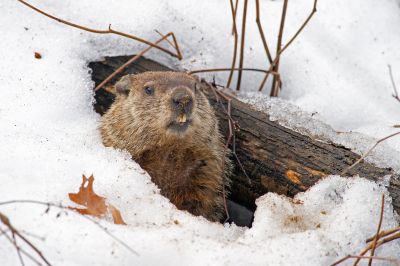 Signs You Have A Groundhog Living On Your Property