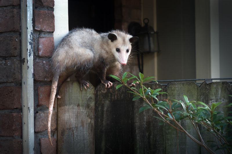 Opossums