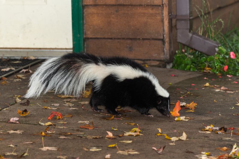 Skunks
