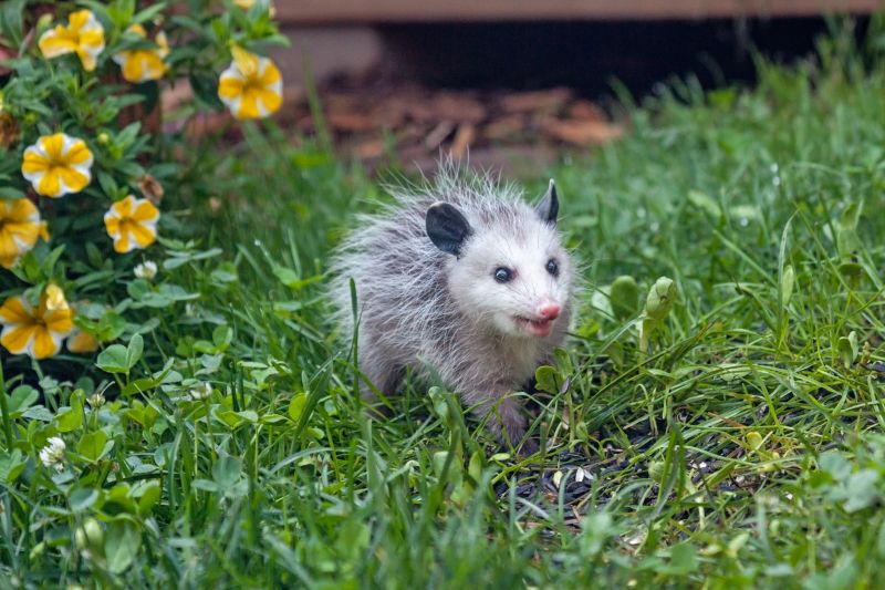 Opossum Sightings