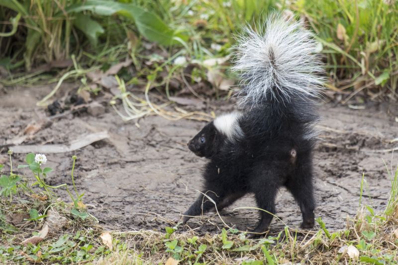 Skunk Tracks