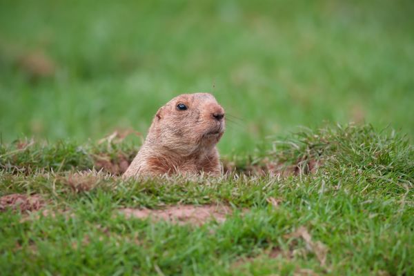 Grow your Groundhog Removal And Control Services business